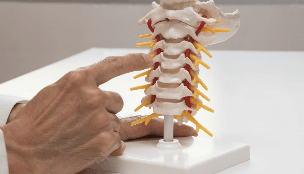 radicolopatia cervicale: anatomia