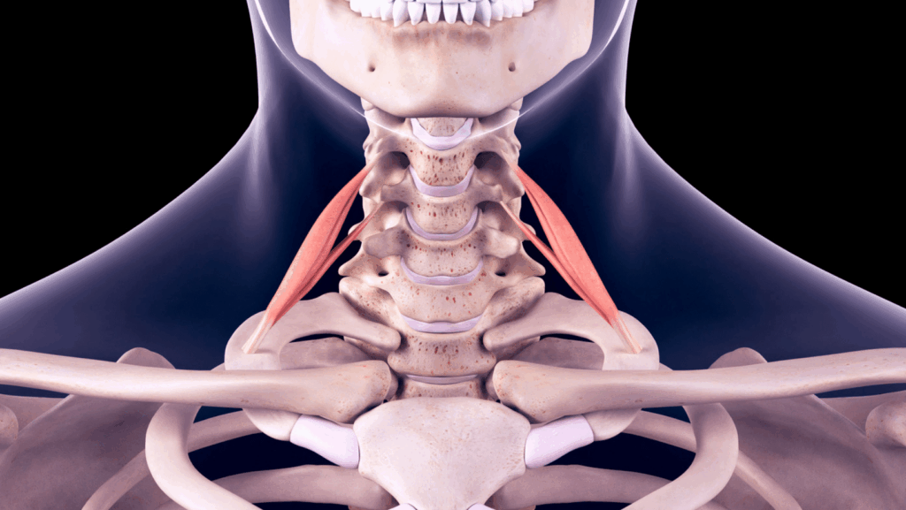 sindrome dello stretto toracico: scaleni
