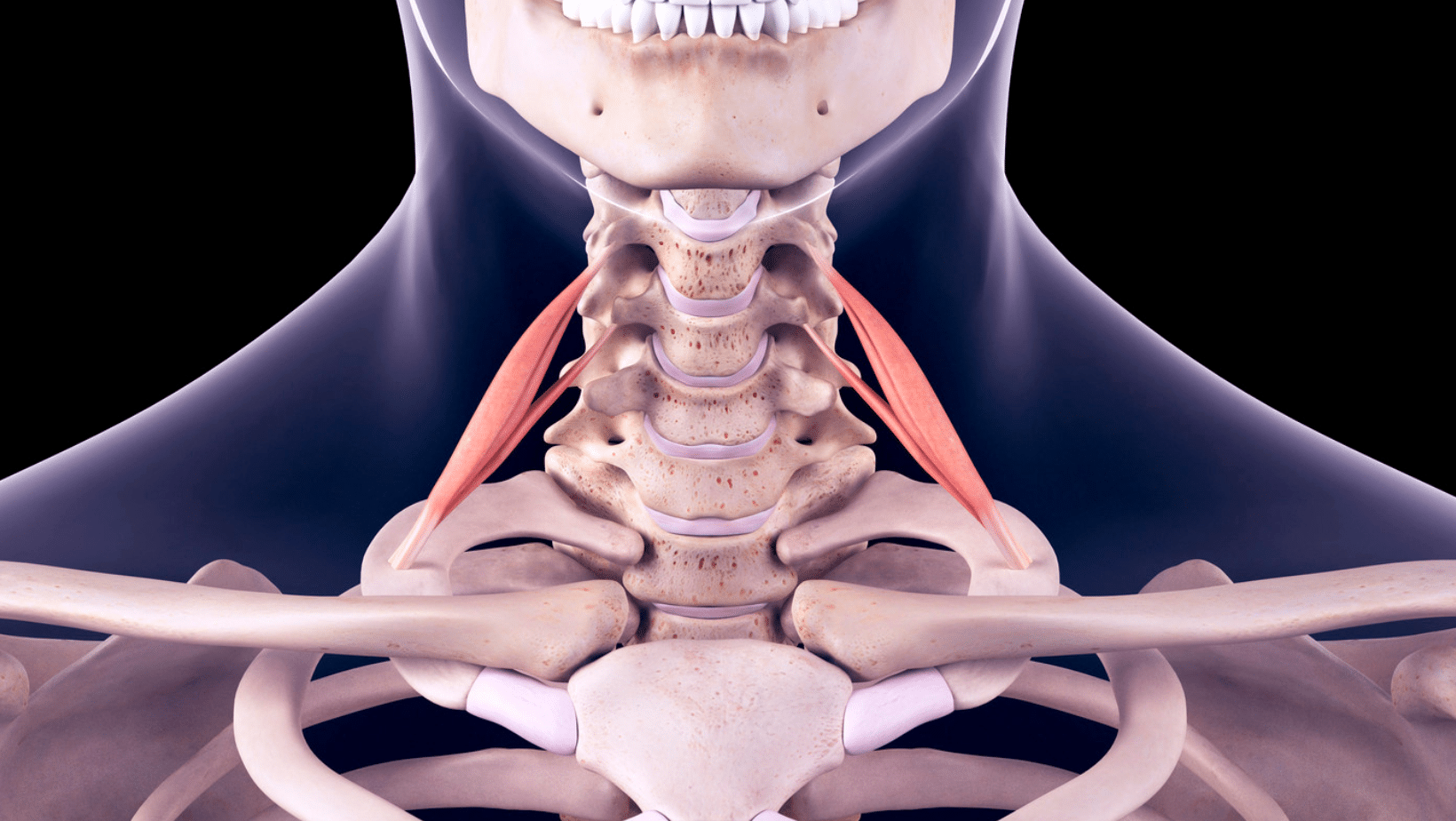 Morbo di Haglund: anatomia calcagno