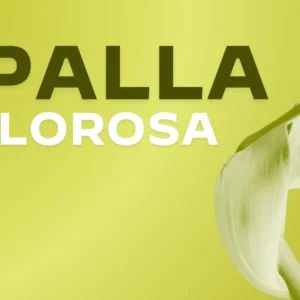 Spalla Dolorosa