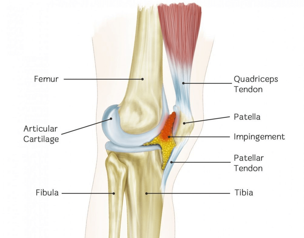 Corpo adiposo di Hoffa: anatomia