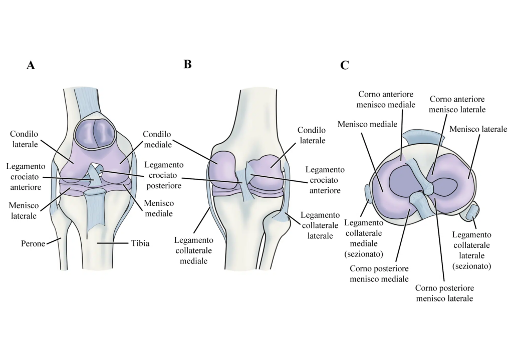 Sindrome del ciclope: anatomia