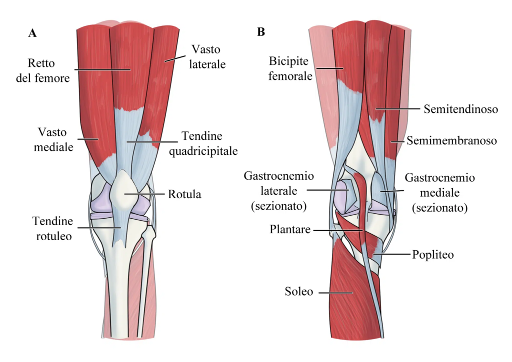 tendinopatia quadricipitale: anatomia