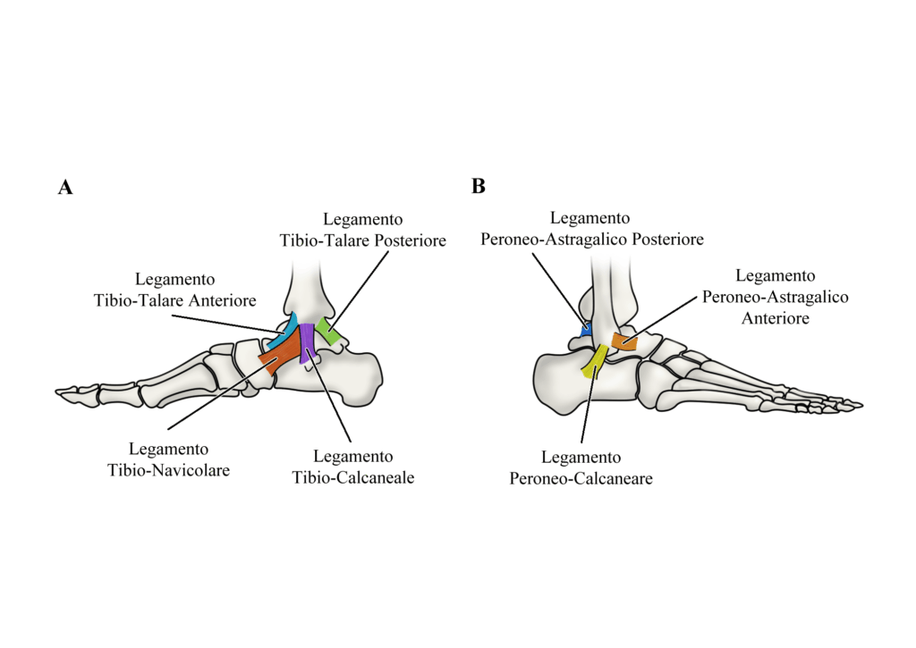 Impingement posteriore di caviglia: anatomia