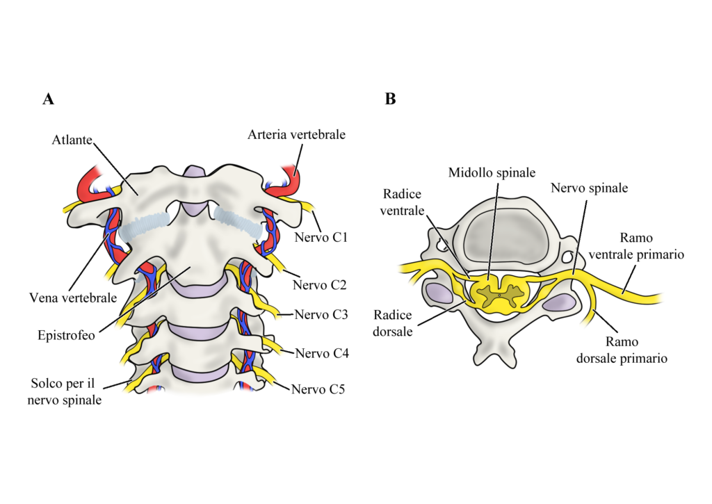 Upper Limb Neural Tension Test (ULNTT): anatomia