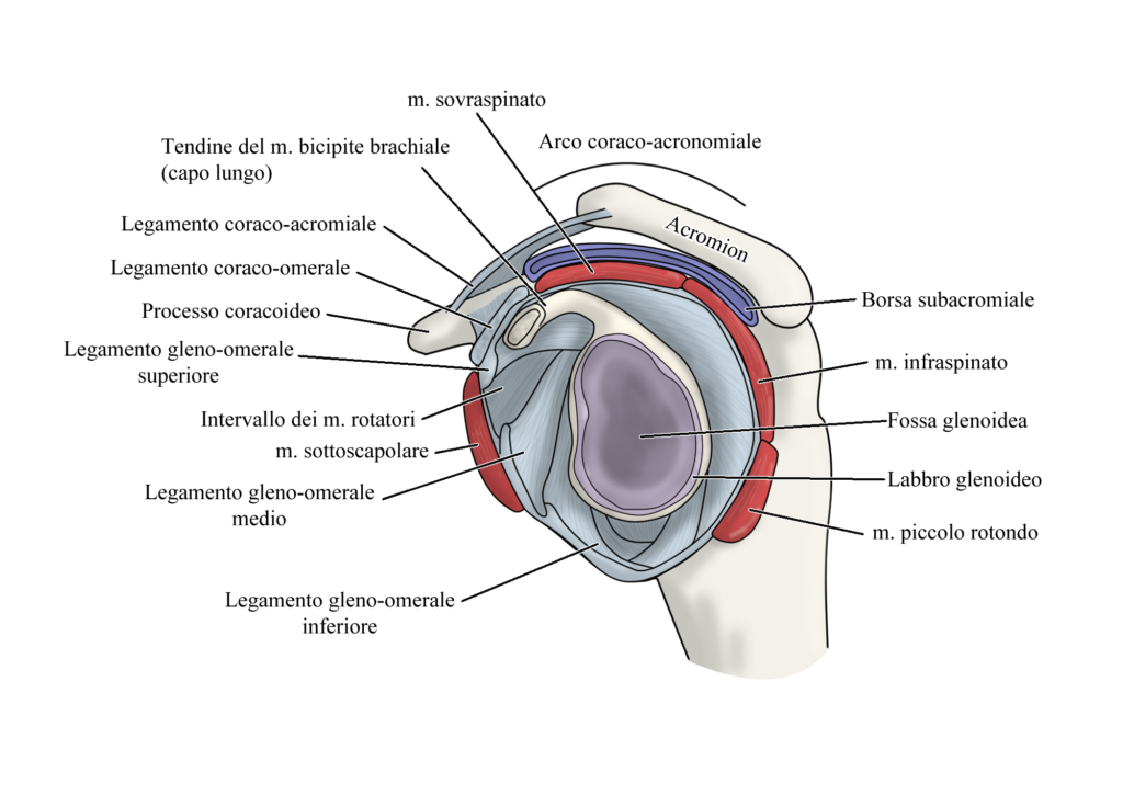 Tendinopatia della Cuffia dei Rotatori: anatomia