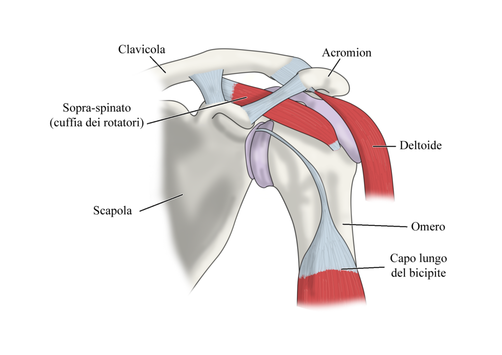 Tendinopatia del capo lungo del bicipite: anatomia