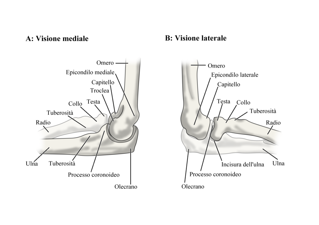 Sindrome di Panner: anatomia gomito