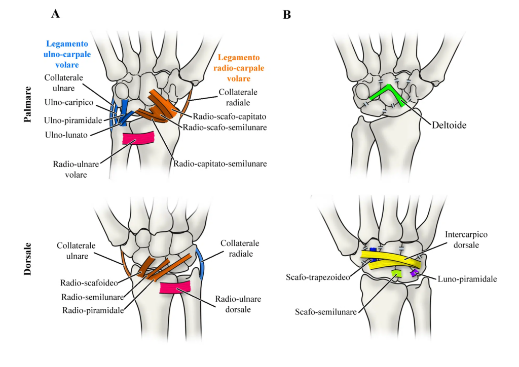 Frattura scafoide: anatomia