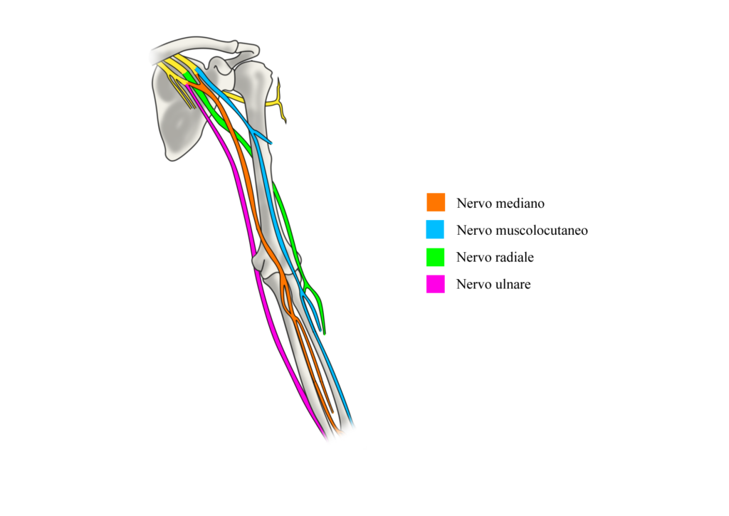 Manovra di Phalen: anatomia