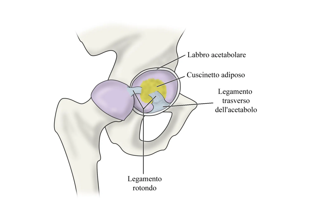Displasia dell'anca: anatomia anca