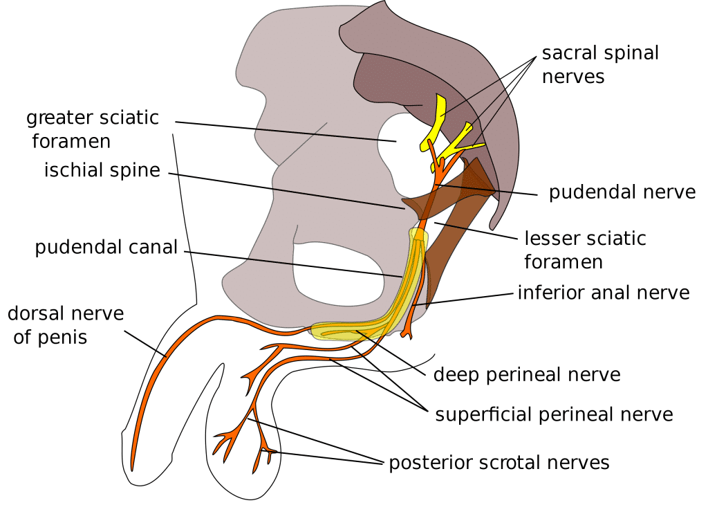Anatomia del nervo pudendo