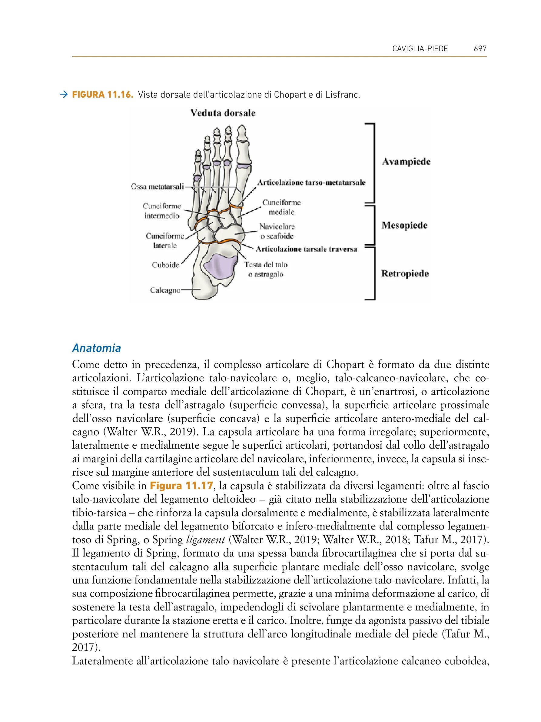 Pagina del libro Valutazione Muscoloscheletrica Quadrante Inferiore - Articolazioni di Chopart e Lisfranc