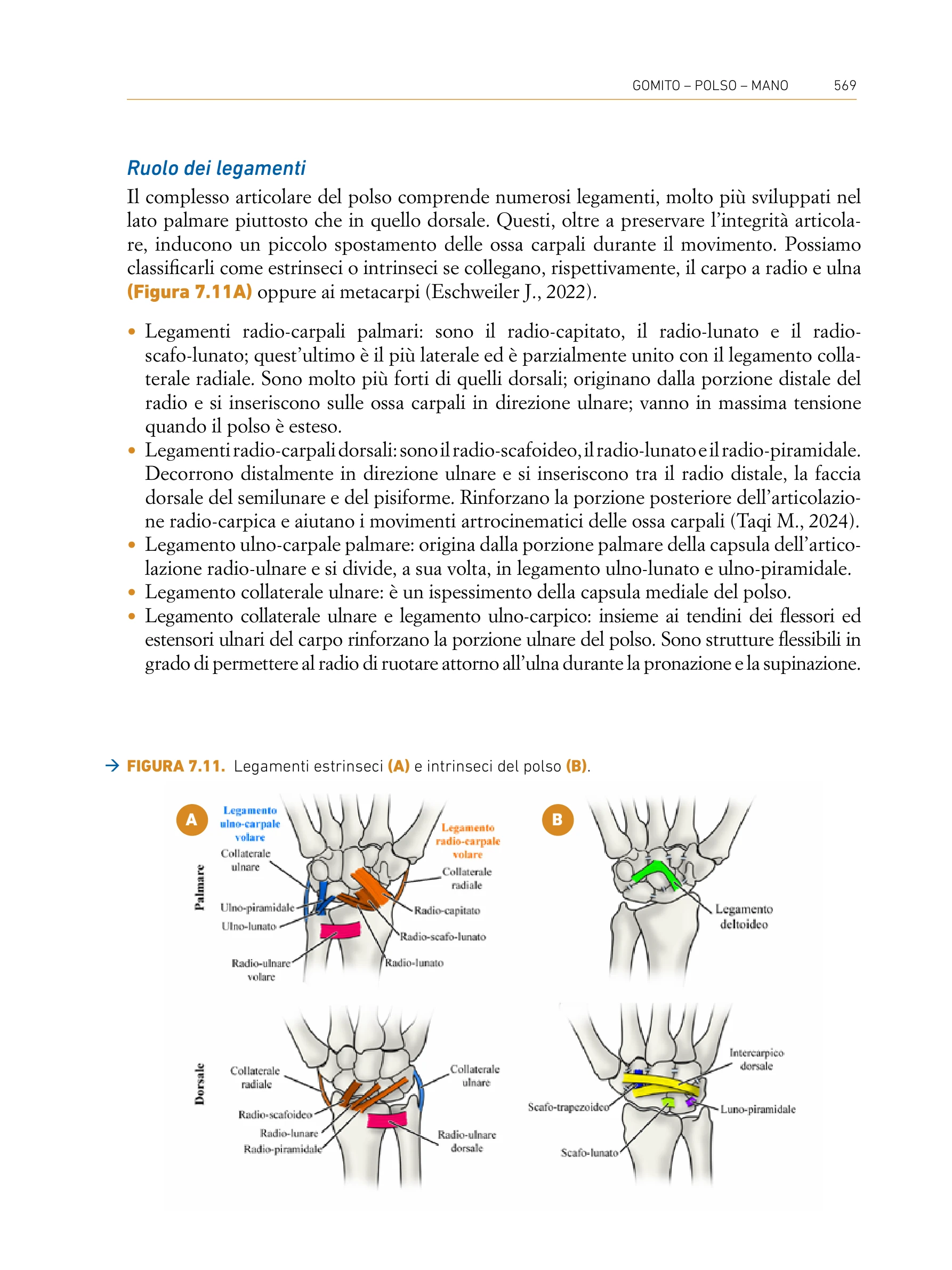 Pagina del libro Valutazione Muscoloscheletrica Quadrante Superiore - Legamenti estrinseci e intrinseci del polso